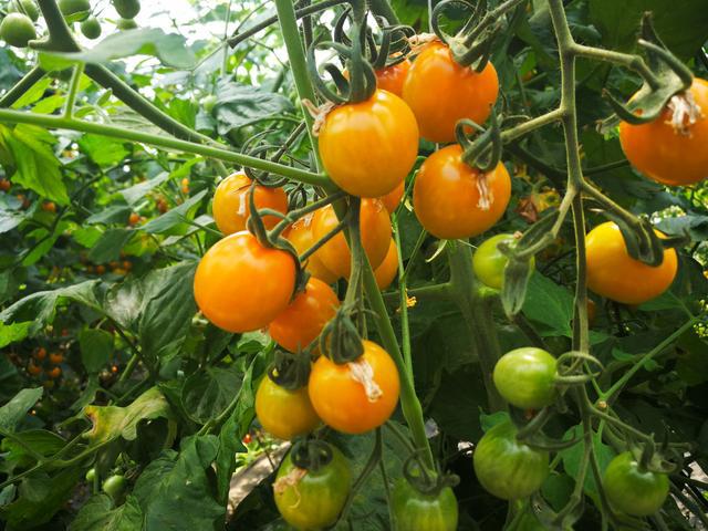 吉林富硒水果（吉林水果富硒产地）-硒宝网