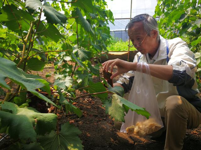 吉林富硒水果（吉林水果富硒产地）-硒宝网