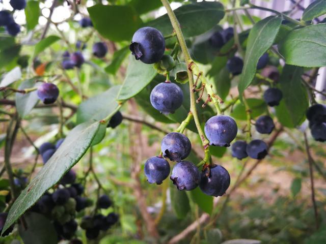 吉林富硒水果（吉林水果富硒产地）-硒宝网