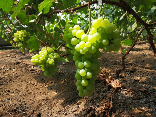 吉林富硒水果（吉林水果富硒产地）-硒宝网