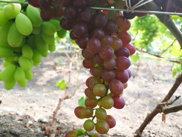 吉林富硒水果（吉林水果富硒产地）-硒宝网