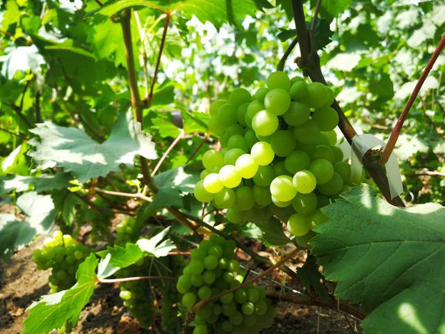 吉林富硒水果（吉林水果富硒产地）-硒宝网