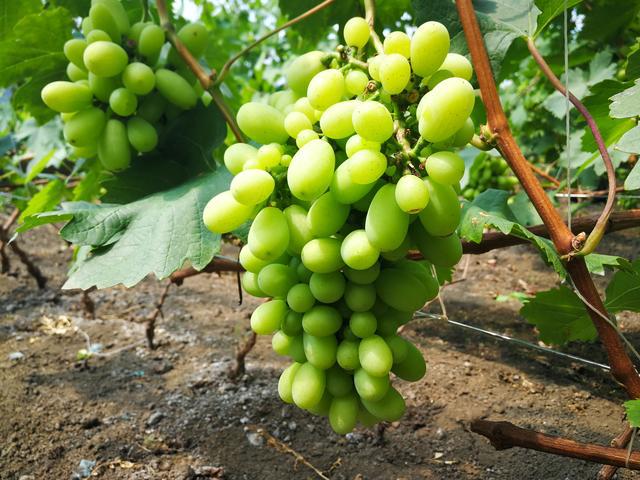 吉林富硒水果（吉林水果富硒产地）-硒宝网