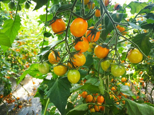 吉林富硒水果（吉林水果富硒产地）-硒宝网