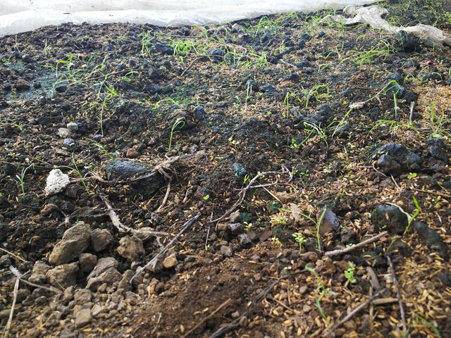 吉林富硒水果（吉林水果富硒产地）-硒宝网