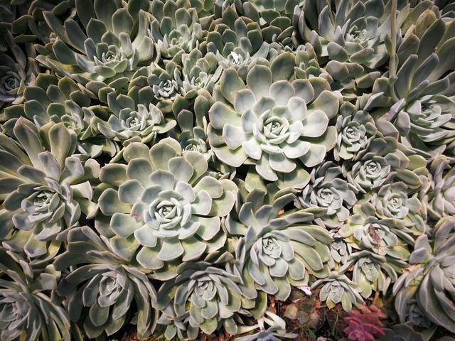 吉林富硒水果（吉林水果富硒产地）-硒宝网