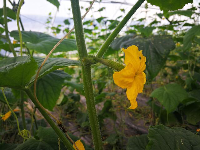 吉林富硒水果（吉林水果富硒产地）-硒宝网