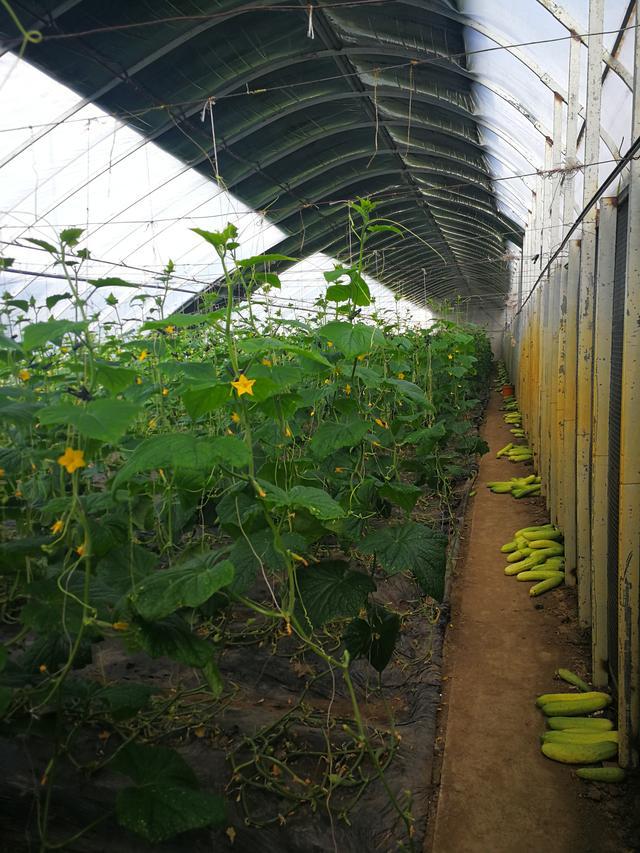 吉林富硒水果（吉林水果富硒产地）-硒宝网