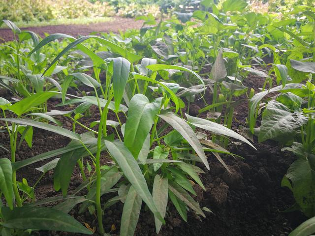 吉林富硒水果（吉林水果富硒产地）-硒宝网