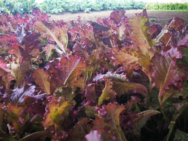 吉林富硒水果（吉林水果富硒产地）-硒宝网