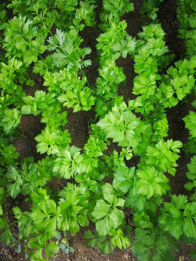 吉林富硒水果（吉林水果富硒产地）-硒宝网