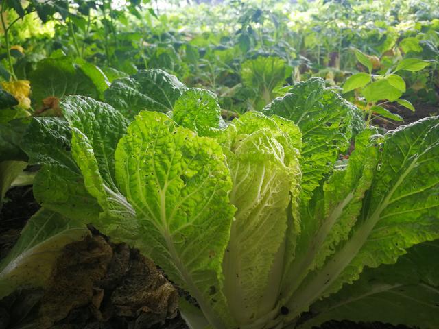 吉林富硒水果（吉林水果富硒产地）-硒宝网