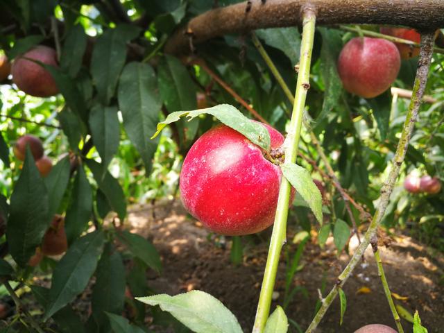 吉林富硒水果（吉林水果富硒产地）-硒宝网
