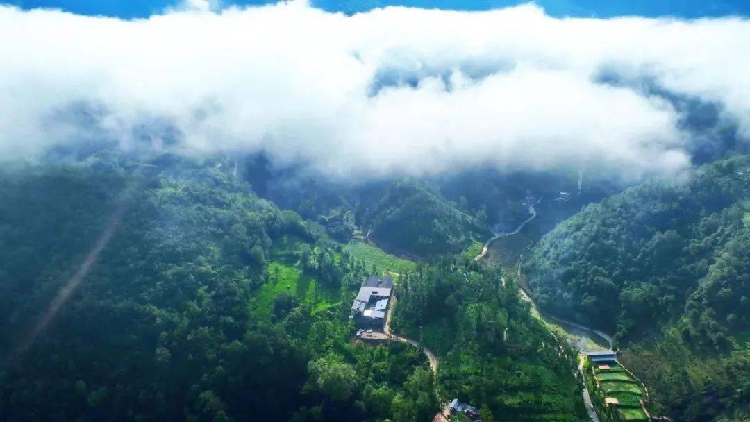 高山富硒水果（高山富硒茶功效）-硒宝网