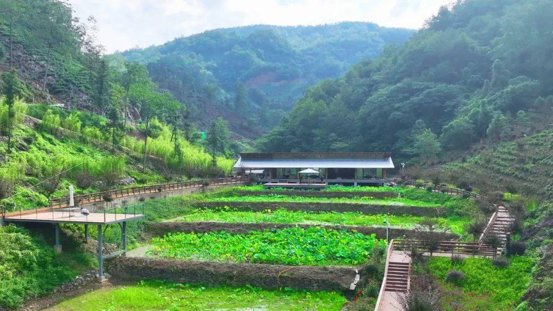 高山富硒水果（高山富硒茶功效）-硒宝网