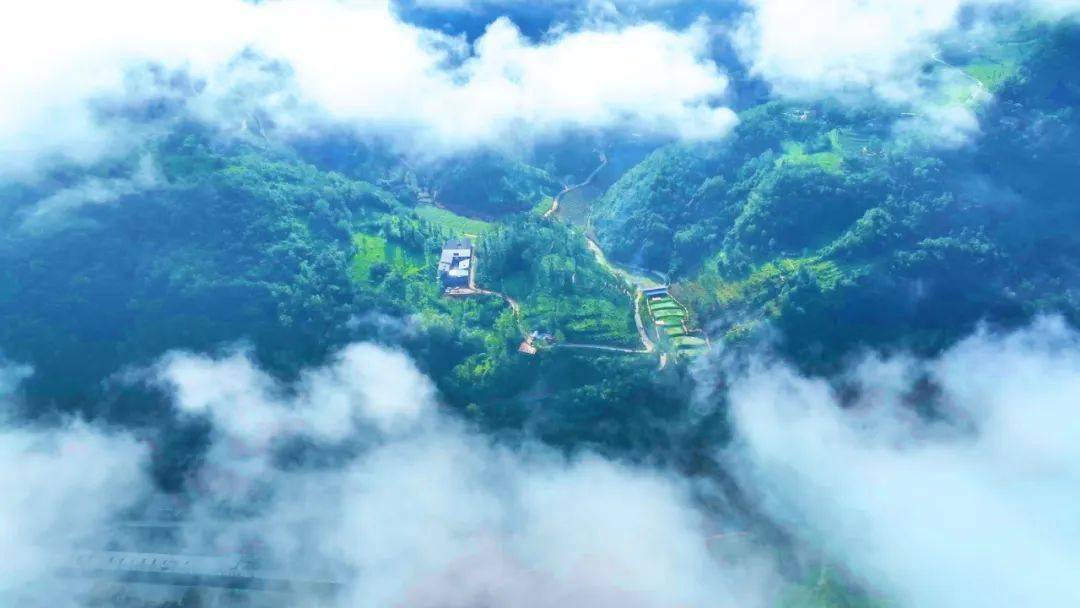 高山富硒水果（高山富硒茶功效）-硒宝网