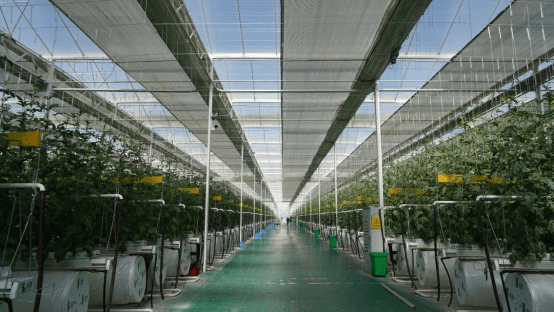 日照富硒水果（山东日照水果）-硒宝网