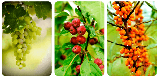 日照富硒水果（山东日照水果）-硒宝网