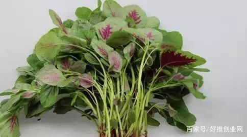 吃什么菜补钙(补钙吃啥菜)-硒宝网