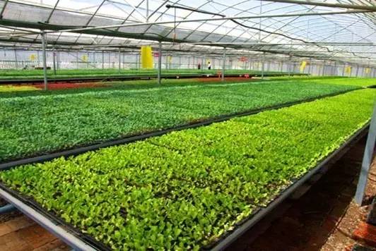 富硒水果利润（富硒水果的国家标准是多少）-硒宝网