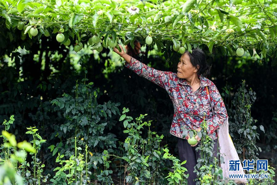 平南富硒水果(富硒水果功能及作用)-硒宝网