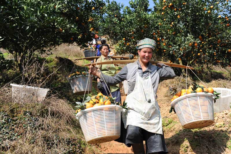 平南富硒水果(富硒水果功能及作用)-硒宝网