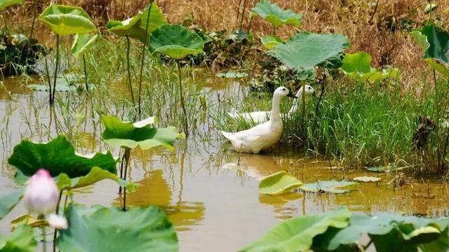 南通富硒水果(江苏南通水果)-硒宝网