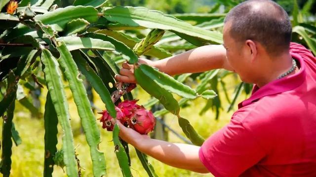 南通富硒水果(江苏南通水果)-硒宝网