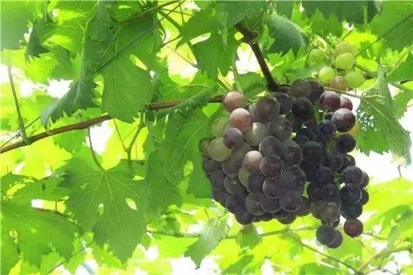 南通富硒水果(江苏南通水果)-硒宝网