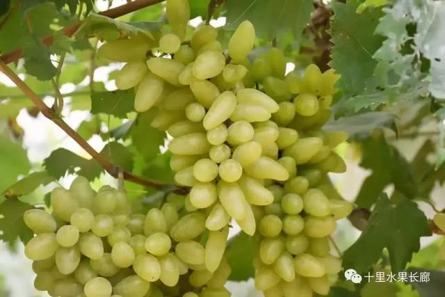 南通富硒水果(江苏南通水果)-硒宝网