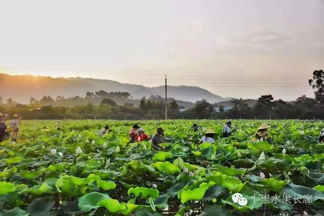 南通富硒水果(江苏南通水果)-硒宝网