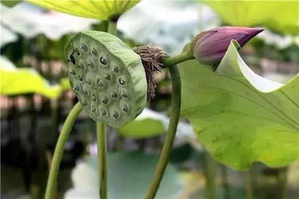 南通富硒水果(江苏南通水果)-硒宝网