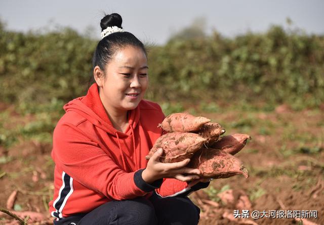 洛阳富硒水果（河南省洛阳市富硒土地在哪里）-硒宝网