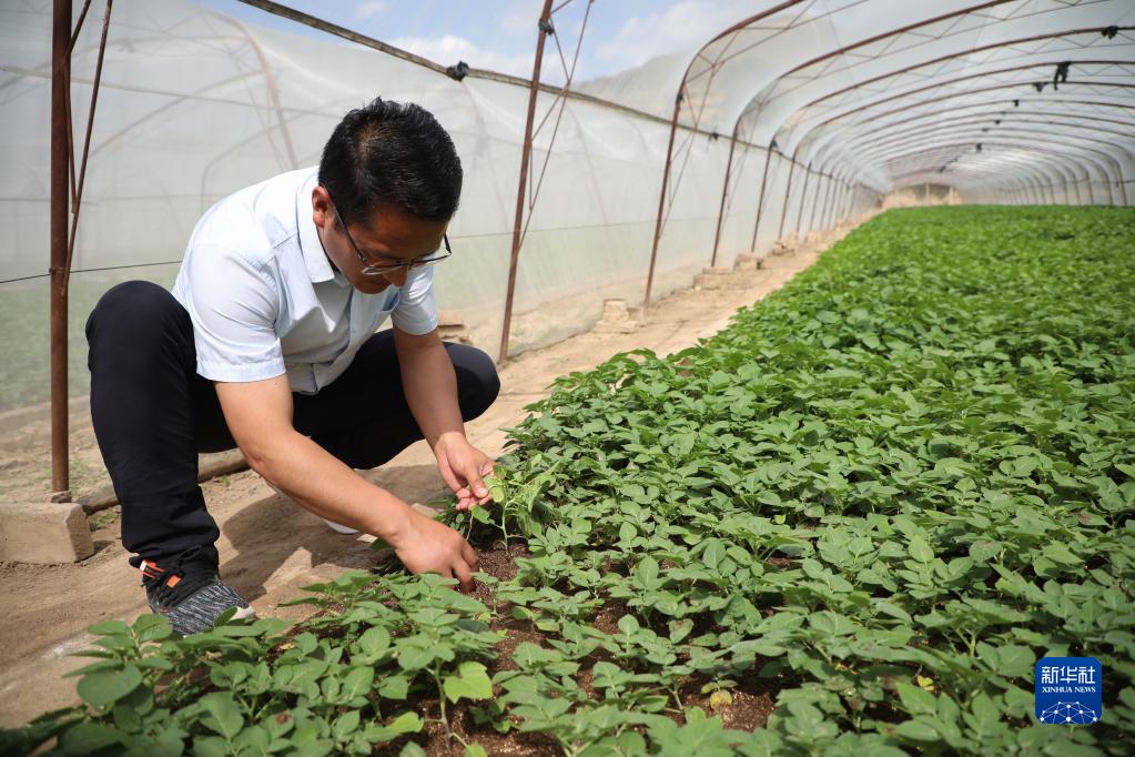 洛阳富硒水果（河南省洛阳市富硒土地在哪里）-硒宝网