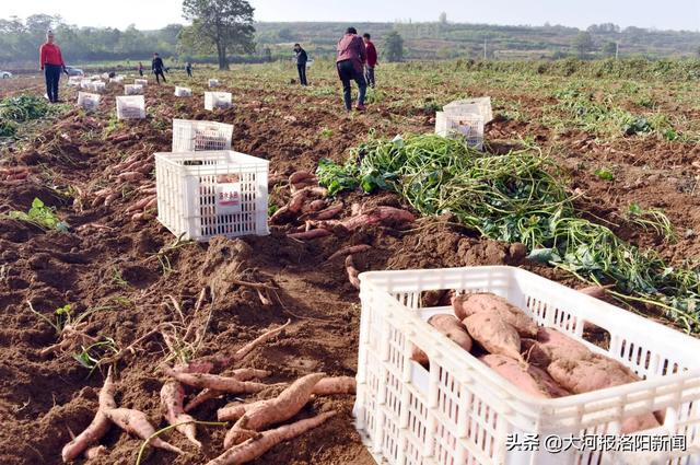 洛阳富硒水果（河南省洛阳市富硒土地在哪里）-硒宝网
