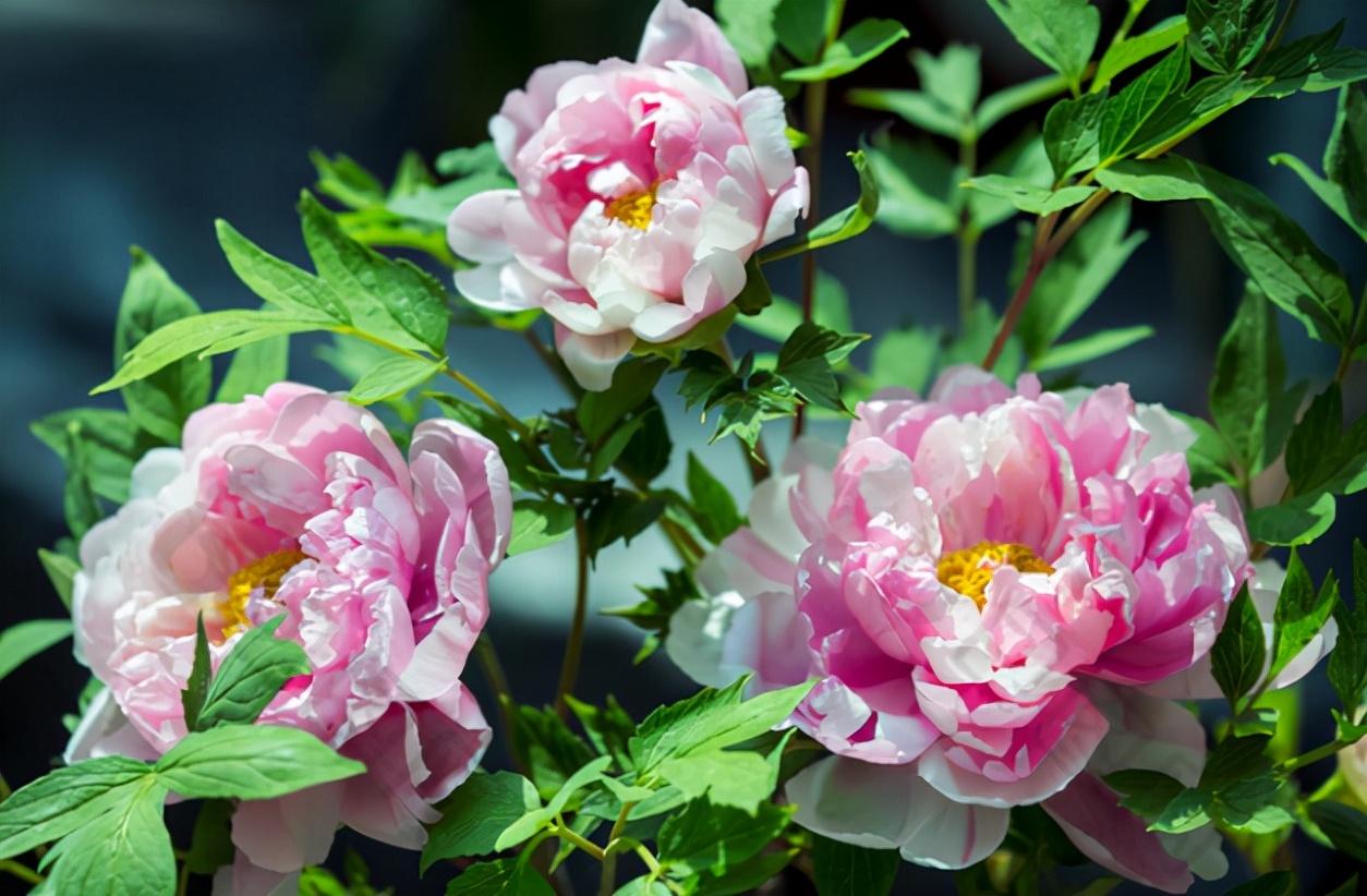 洛阳富硒水果（洛阳富硒红薯新闻）-硒宝网