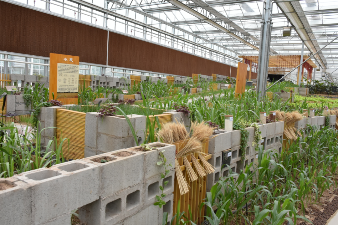 洛阳富硒水果（洛阳富硒红薯新闻）-硒宝网