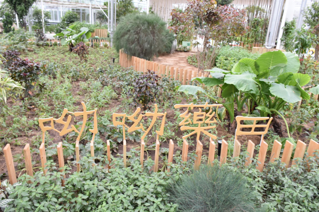 洛阳富硒水果（洛阳富硒红薯新闻）-硒宝网