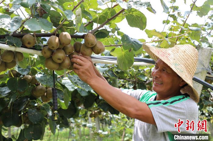 延安富硒水果(延安水果富硒产区)-硒宝网