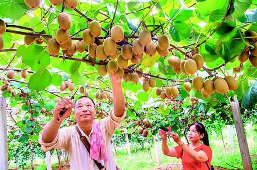 延安富硒水果(延安水果富硒产区)-硒宝网