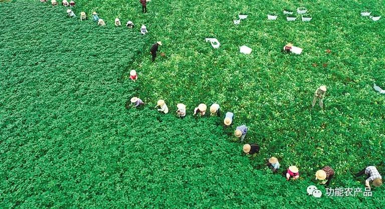 澄迈富硒水果(澄迈富硒产品)-硒宝网