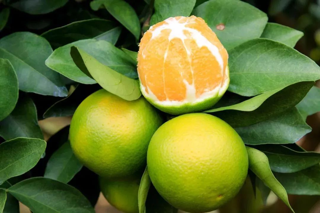 澄迈富硒水果(海南省澄迈县富硒之乡)-硒宝网