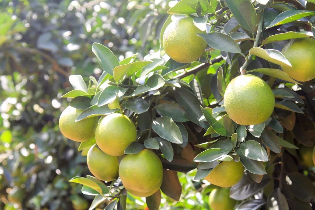 澄迈富硒水果(海南省澄迈县富硒之乡)-硒宝网