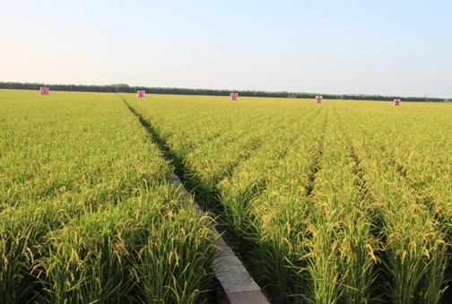 辽阳富硒水果(辽宁富硒)-硒宝网