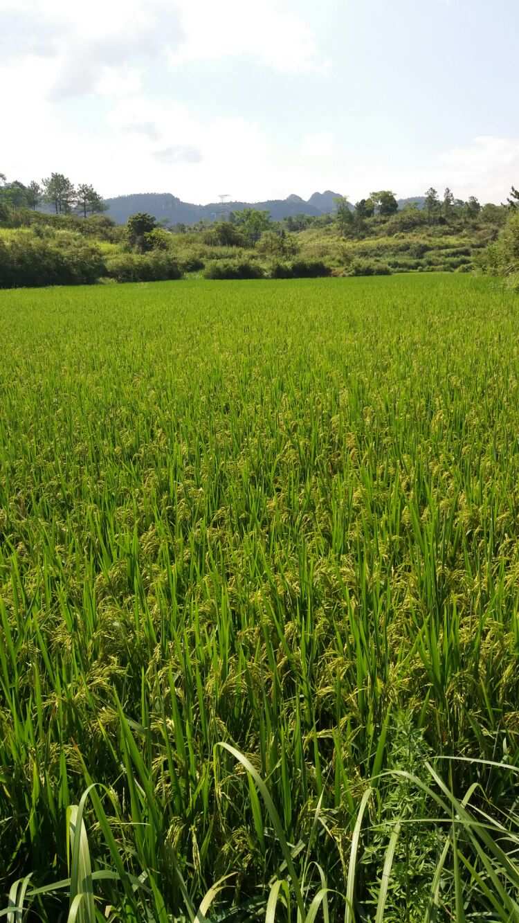 辽阳富硒水果(辽宁富硒)-硒宝网
