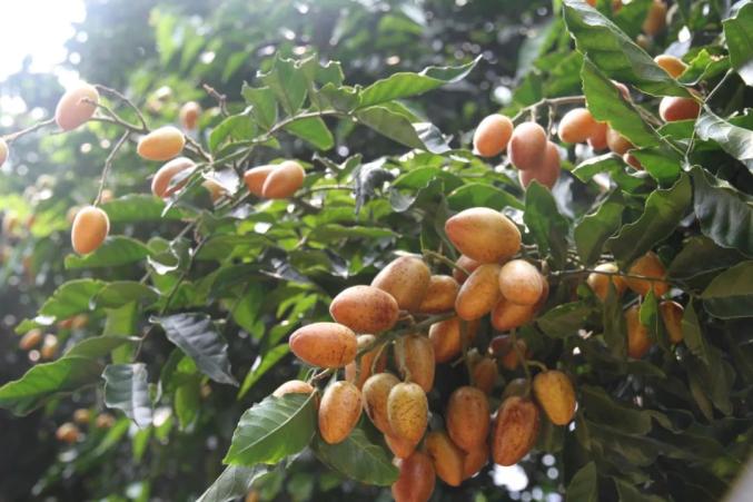 自贡富硒水果（富硒果蔬）-硒宝网