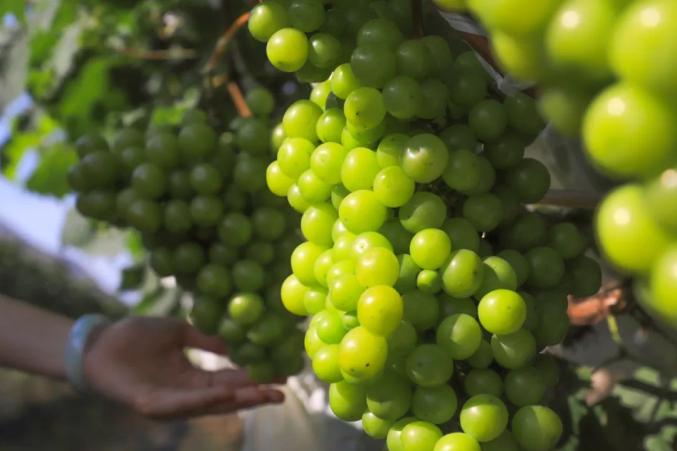 自贡富硒水果（富硒果蔬）-硒宝网