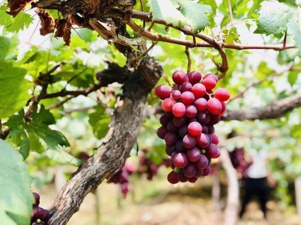 新鲜富硒水果(新鲜水果富硒怎么吃)-硒宝网