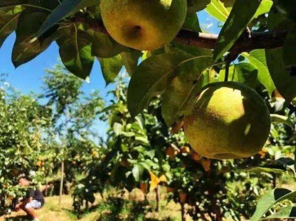 新鲜富硒水果(新鲜水果富硒怎么吃)-硒宝网