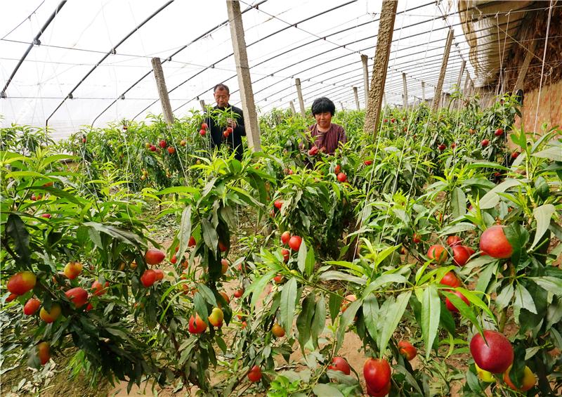 吉安富硒水果(江西富硒水)-硒宝网